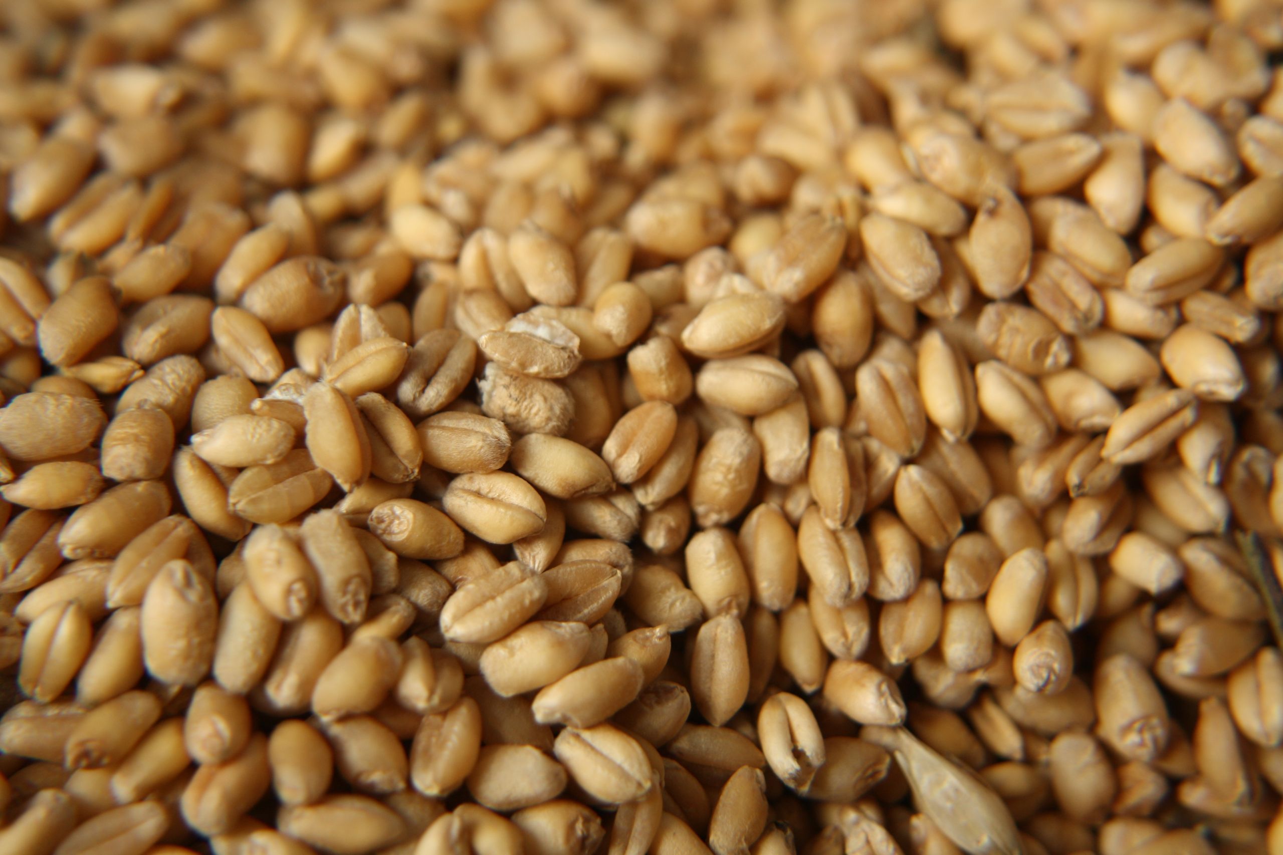 Harvested cereal grain