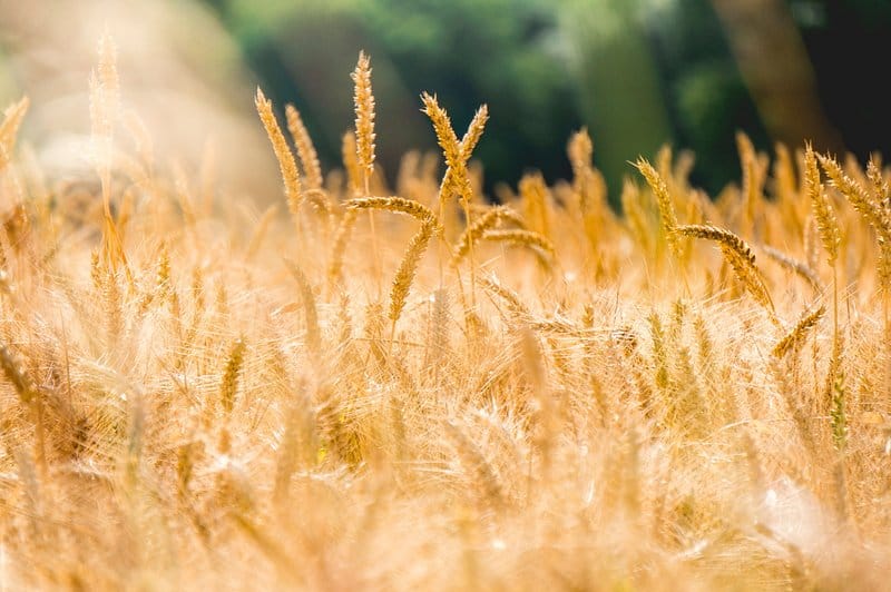 Wheat field under a clear sky