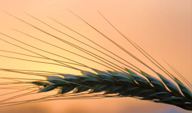 Wheat ears